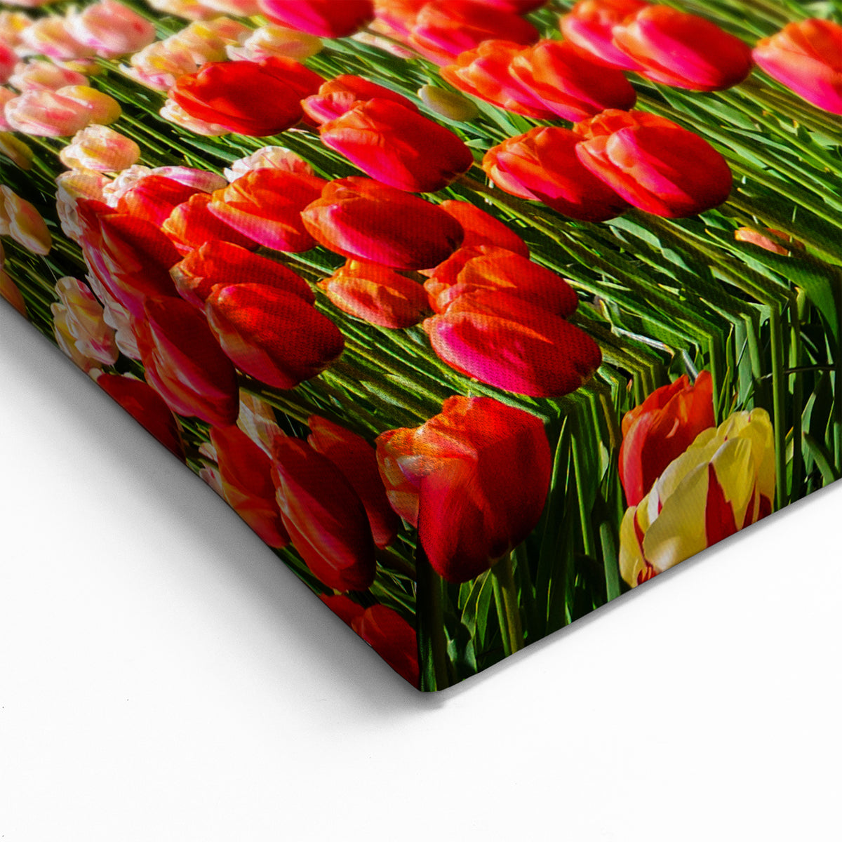 Windmill Wall Art - Tulip Field Artwork in Holland
