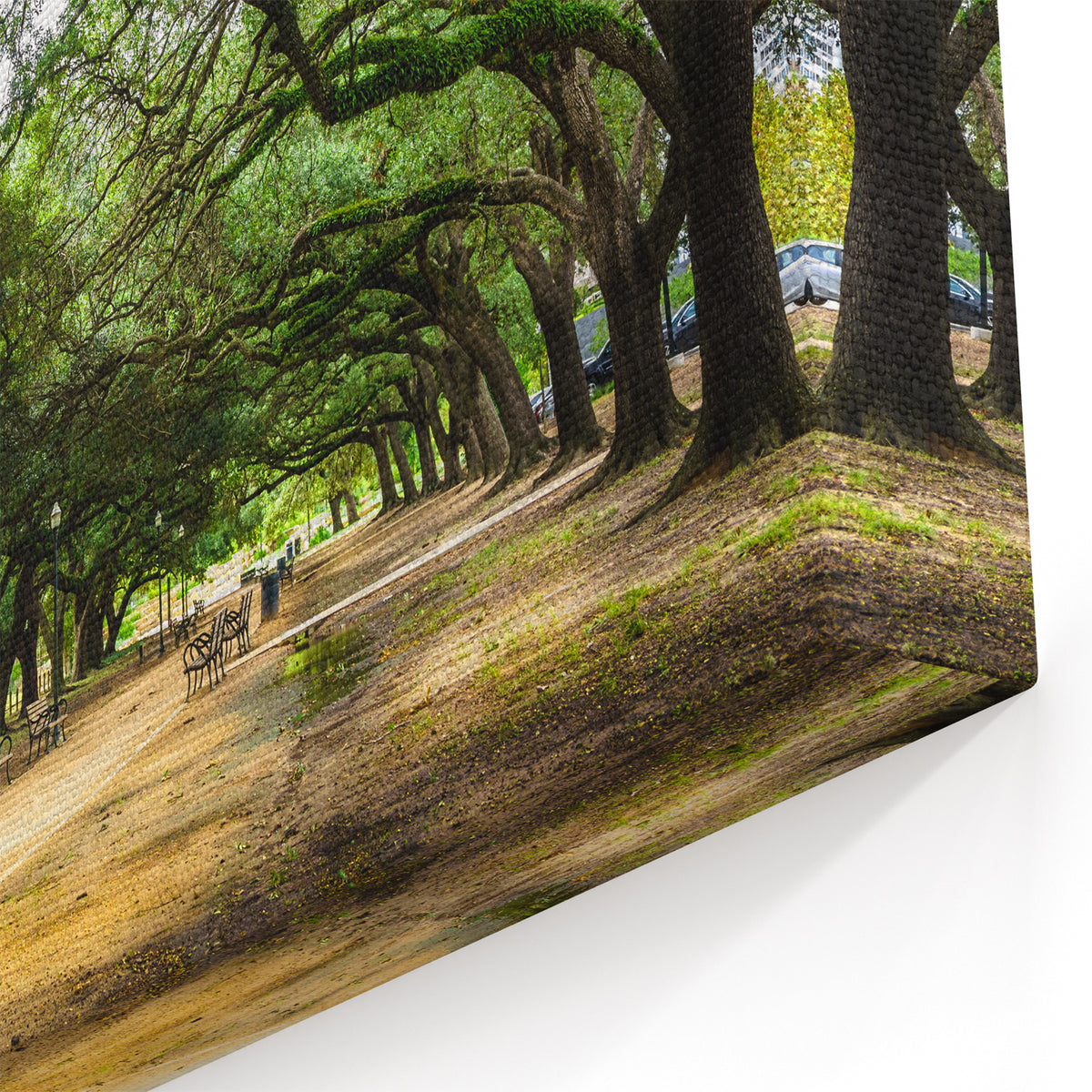 Houston Wall Art - Peaceful Park Path with Canopy of Trees and Benches