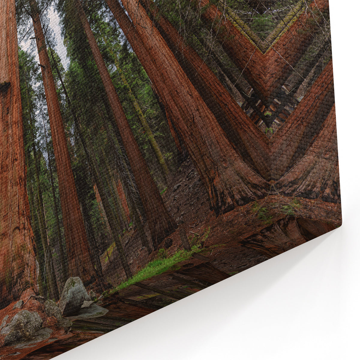 Majestic Sequoia Trees Print - Towering Nature Photography Wall Art