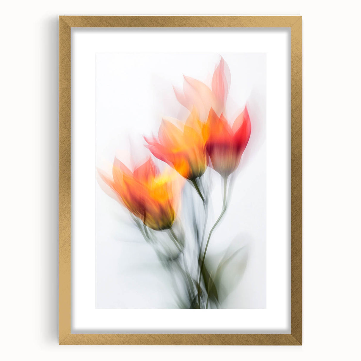 Vibrant Tulip Trio - Fine Art Photography Limited Edition Prints