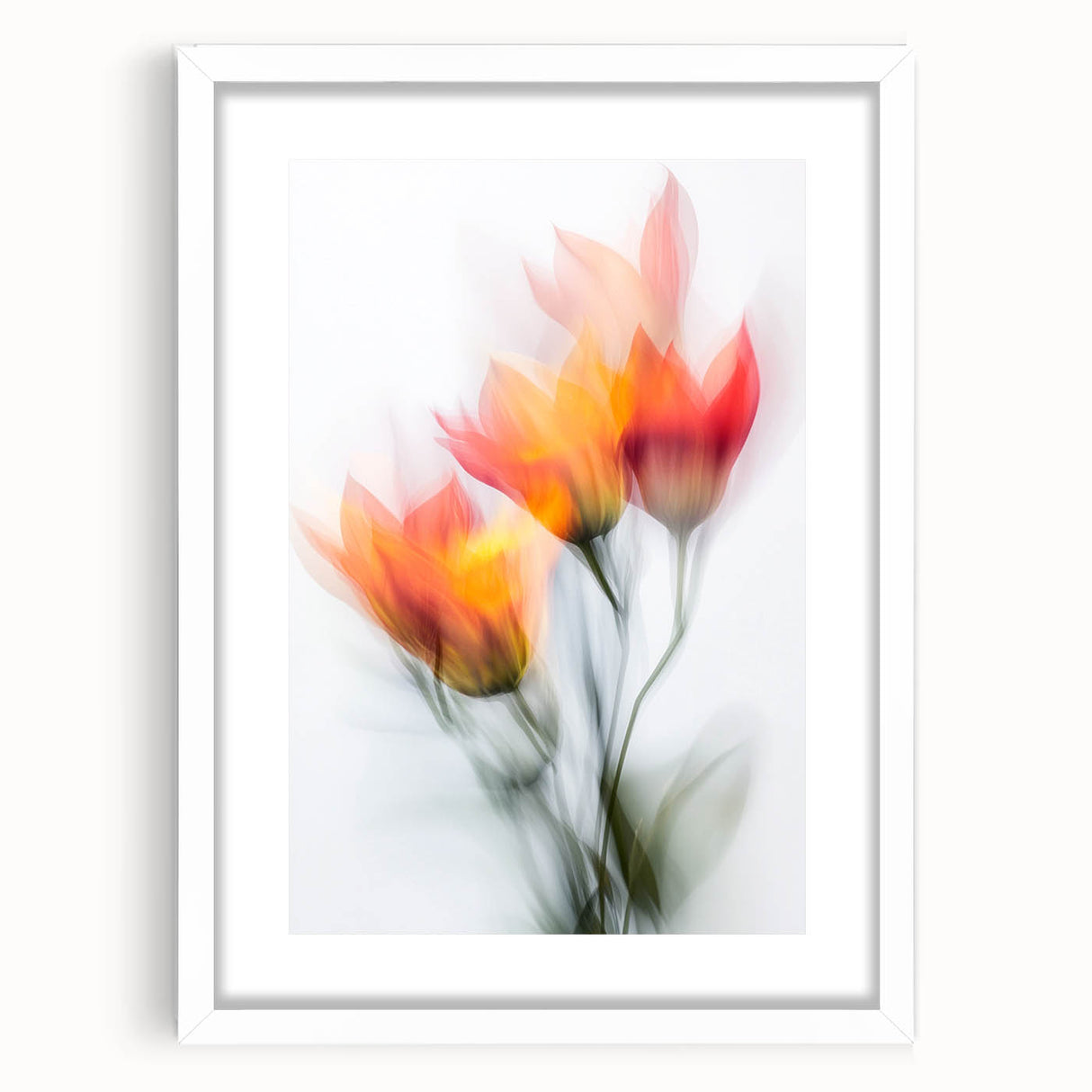 Vibrant Tulip Trio - Fine Art Photography Limited Edition Prints