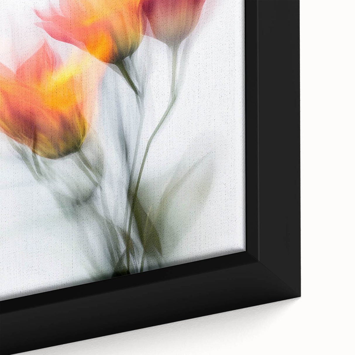 Vibrant Tulip Trio - Fine Art Photography Limited Edition Prints