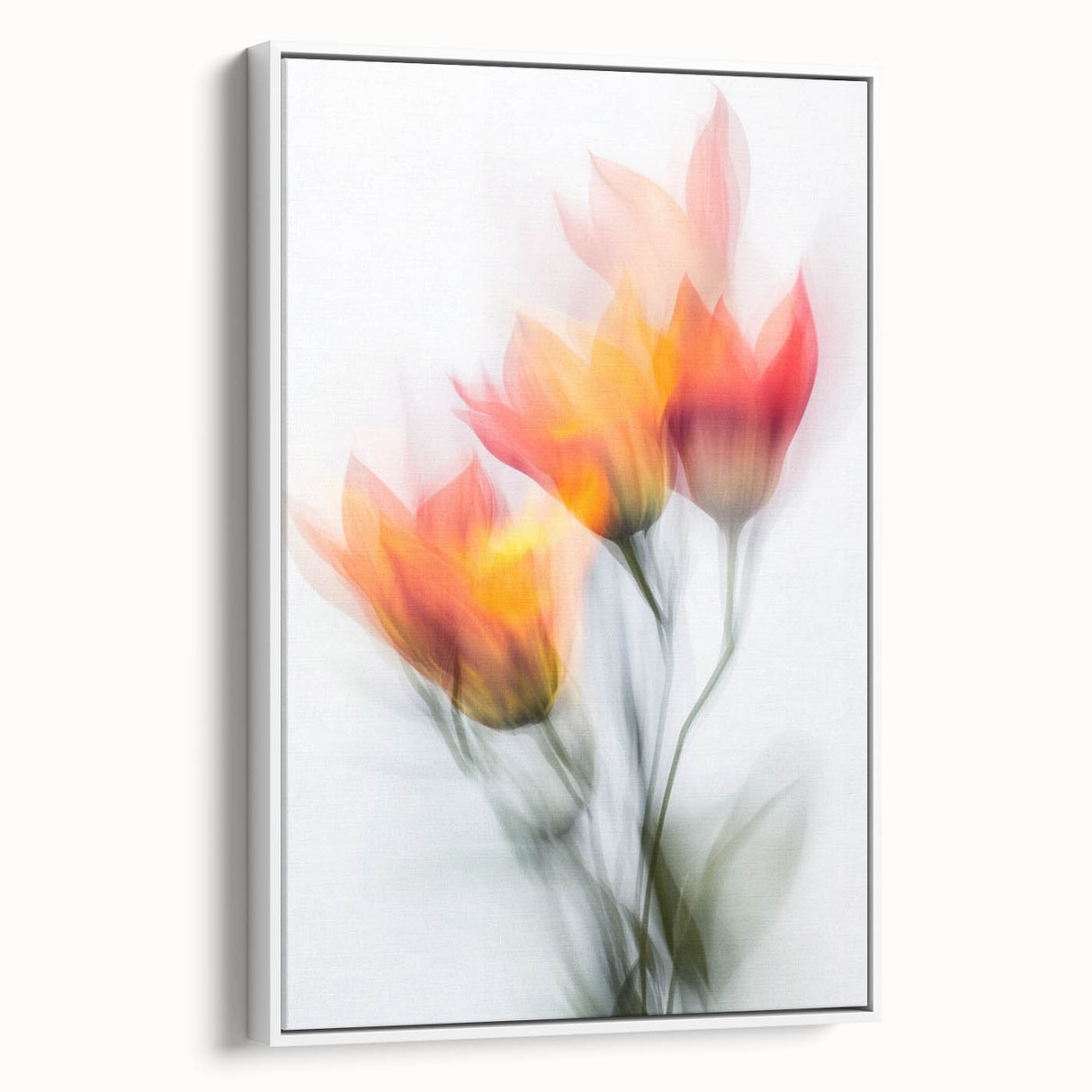 Vibrant Tulip Trio - Fine Art Photography Limited Edition Prints