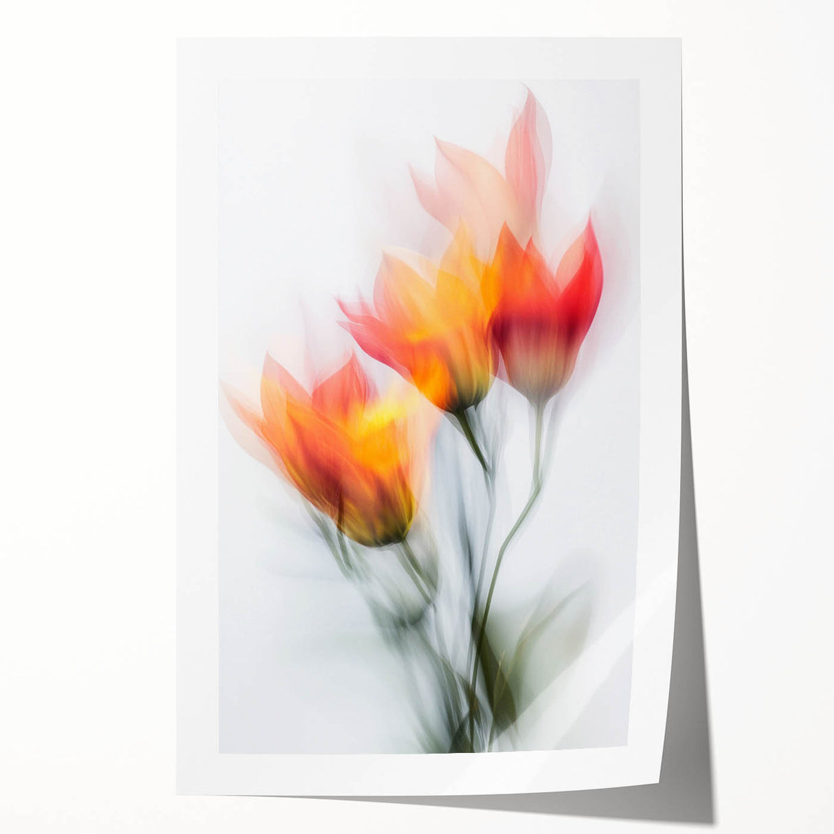 Vibrant Tulip Trio - Fine Art Photography Limited Edition Prints