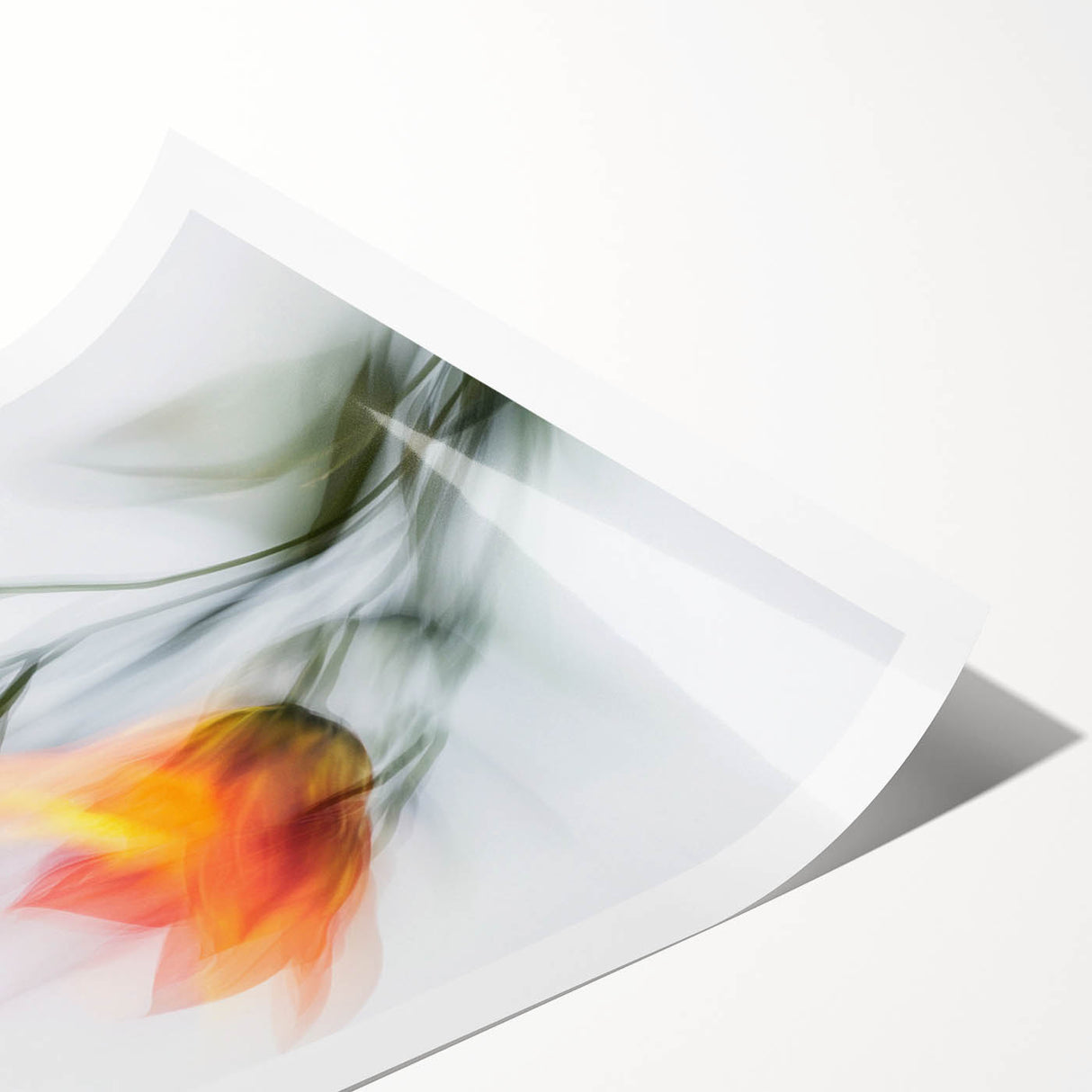 Vibrant Tulip Trio - Fine Art Photography Limited Edition Prints