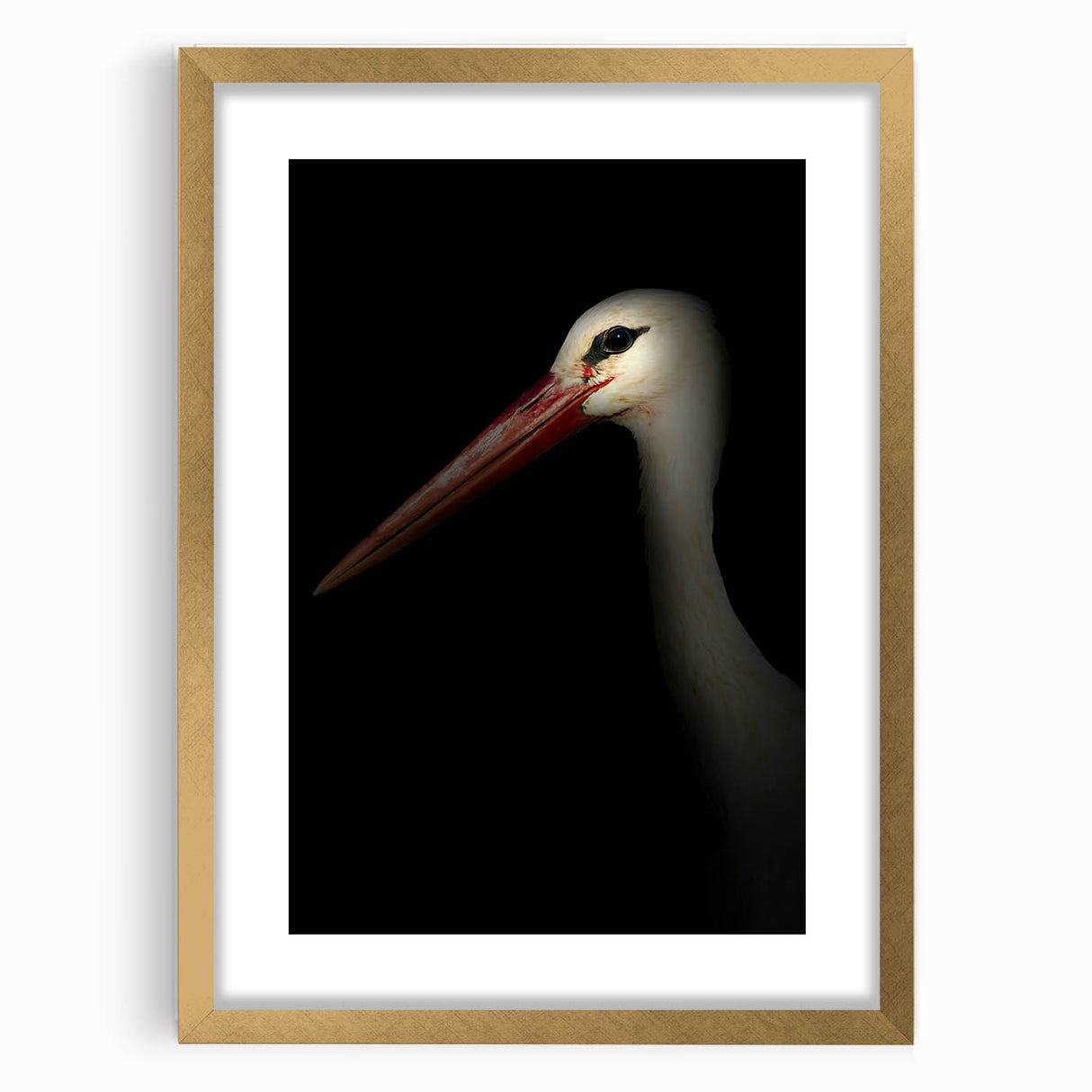 Stork in Shadows - Fine Art Photography Framed Prints