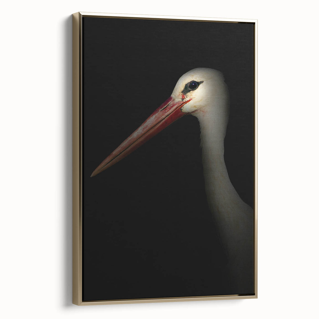 Stork in Shadows - Fine Art Photography Framed Prints