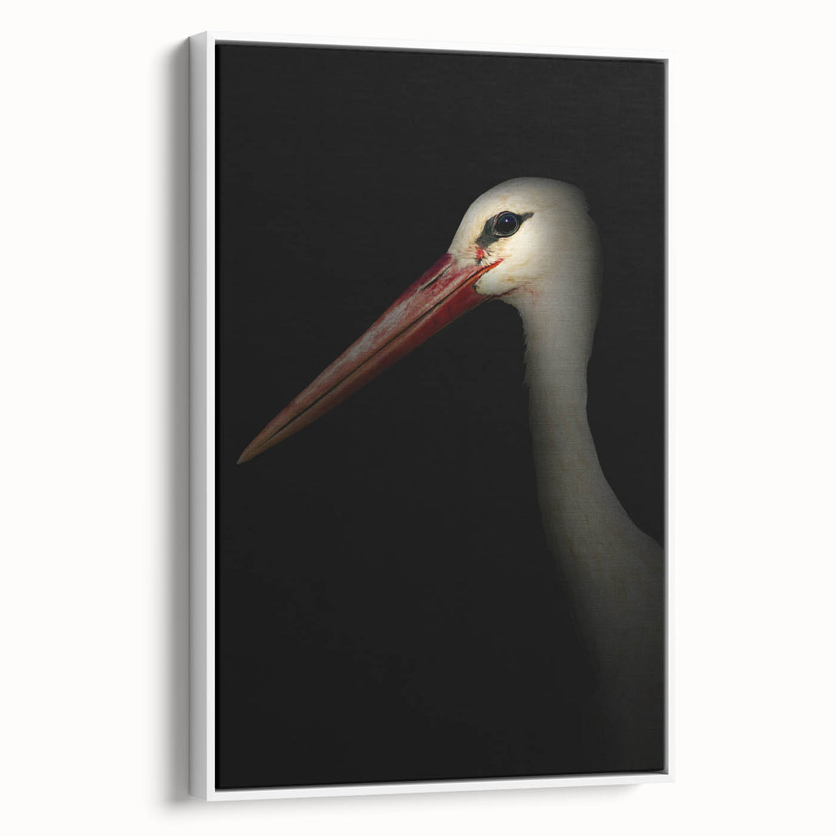 Stork in Shadows - Fine Art Photography Framed Prints