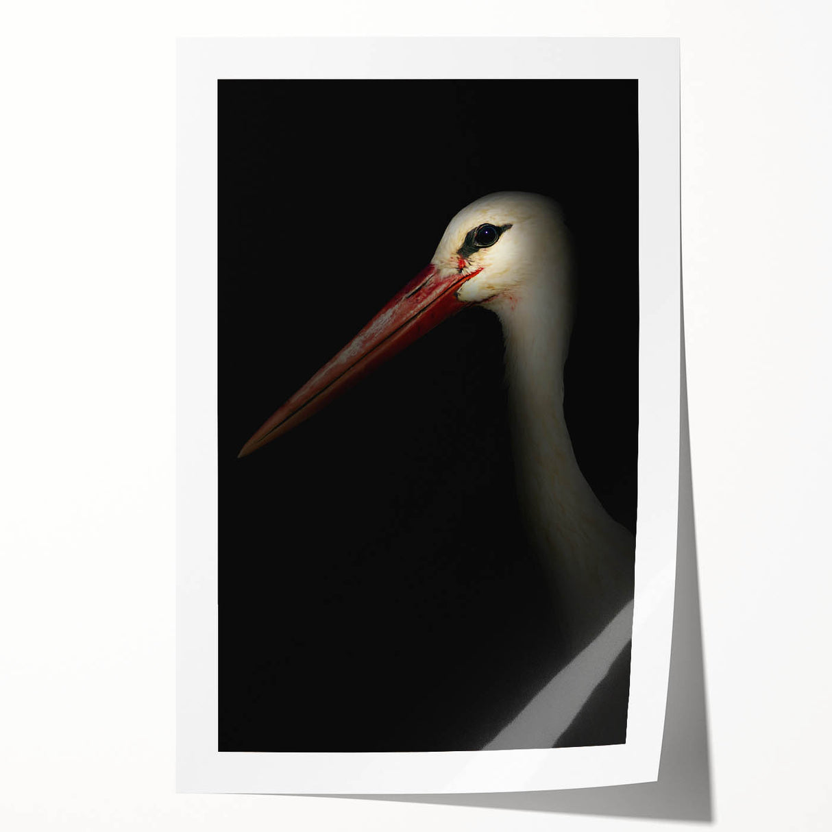 Stork in Shadows - Fine Art Photography Framed Prints