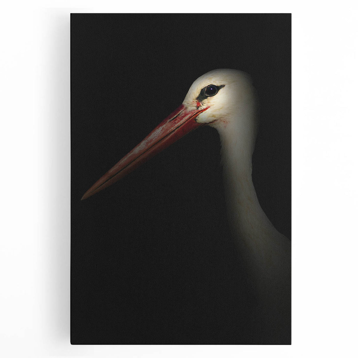Stork in Shadows - Fine Art Photography Framed Prints