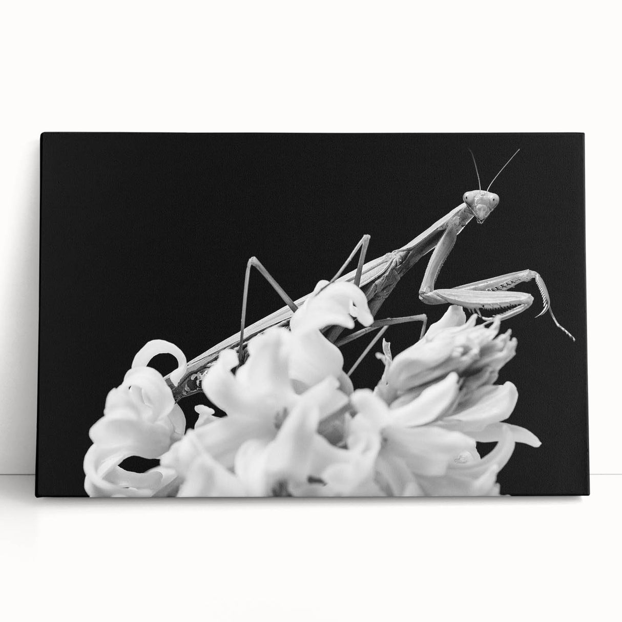 Close-up of a vibrant insect illustration showcasing intricate details and colors, ideal for nature lovers and art enthusiasts, displayed on a textured background.