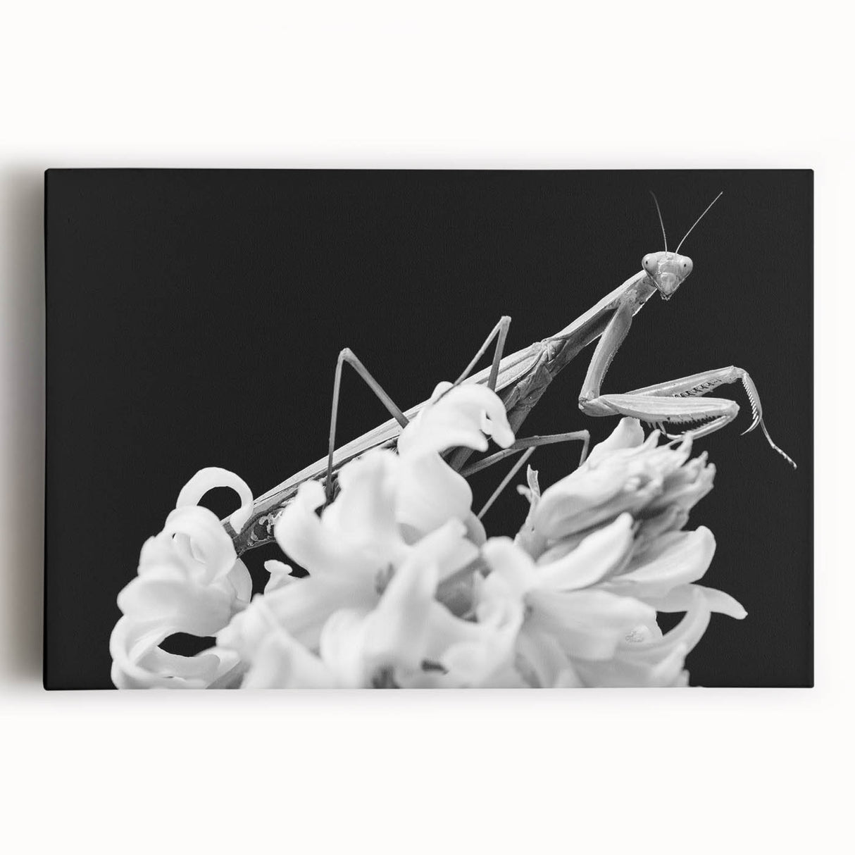 Vibrant insect illustration showcasing intricate details of a butterfly with vivid blue and orange wings, set against a soft white background for artistic effect.