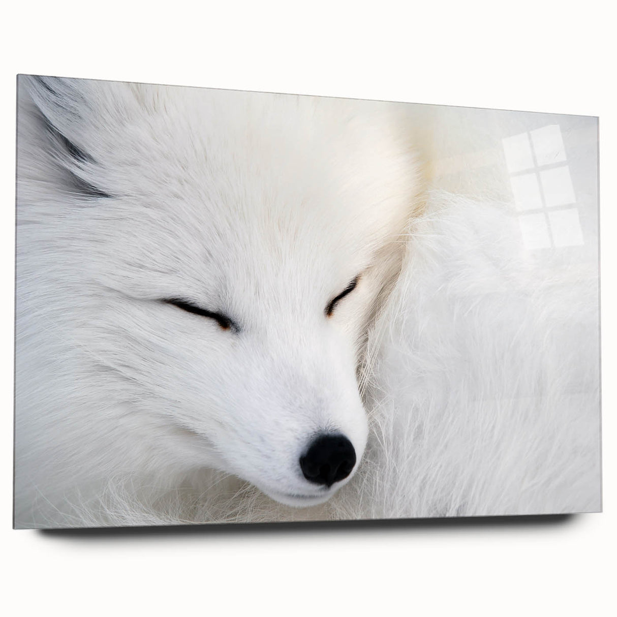 Acrylic wall art featuring a vibrant fox design from the "Animals A Wild Life" collection, showcasing intricate details and a sleek side view without pins, ideal for home decor.