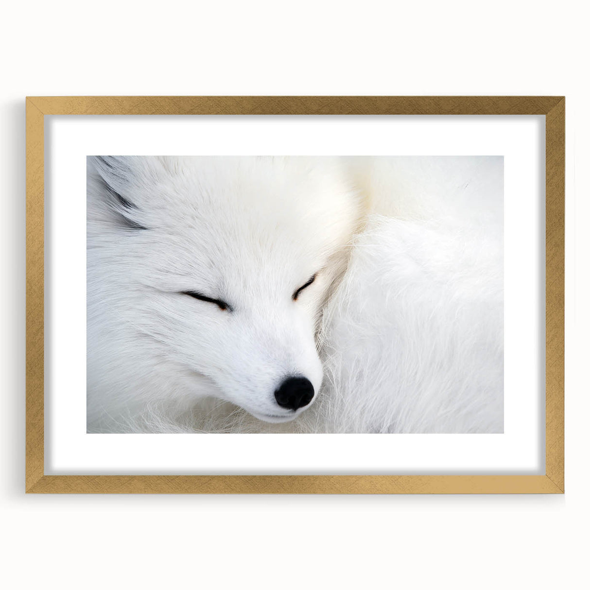 Framed wall art collection featuring a stunning gold mat and an artistic depiction of a wild fox, perfect for nature lovers and home decor enthusiasts.