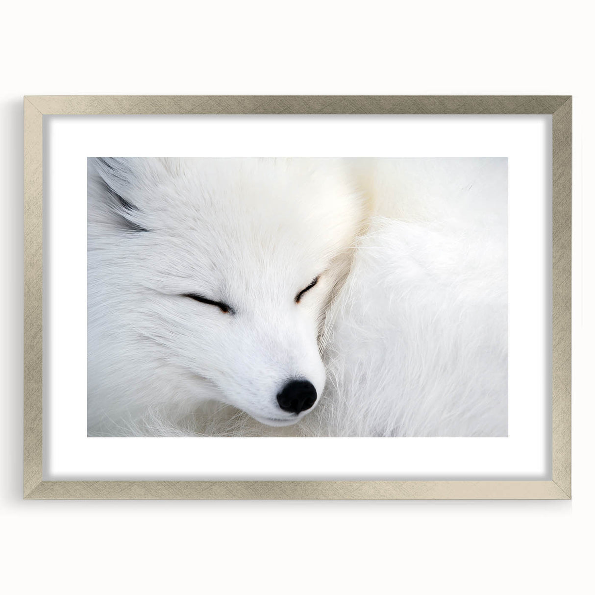 Framed wall art showcasing a vibrant fox design from the Wild Life collection, featuring a silver frame and matting, perfect for nature-themed decor.