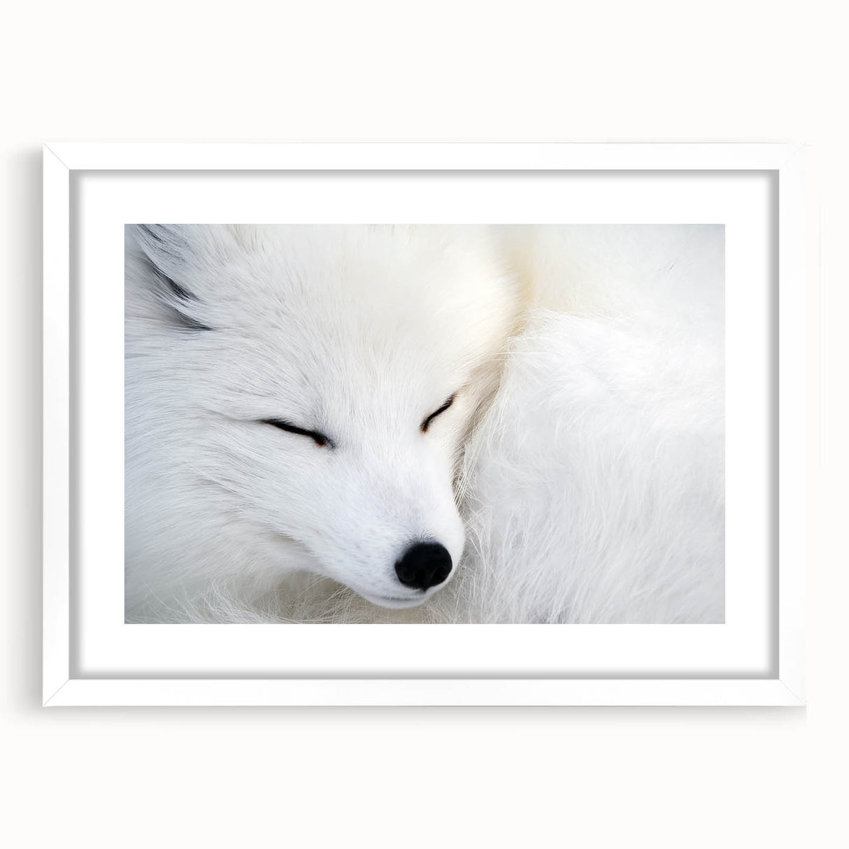 Framed wall art collection featuring a vibrant fox design, showcased in a white mat with a sleek frame, perfect for nature-inspired decor. Ideal for animal lovers and art enthusiasts seeking to enhance their living space.