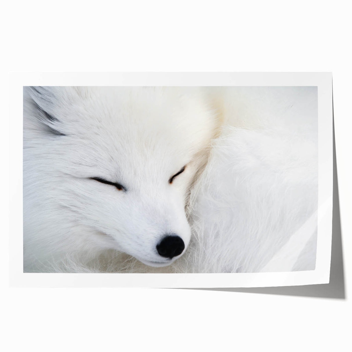 Artistic rolled print showcasing a vibrant fox design from an animal-themed wall art collection, featuring rich colors and intricate details, perfect for home decor.