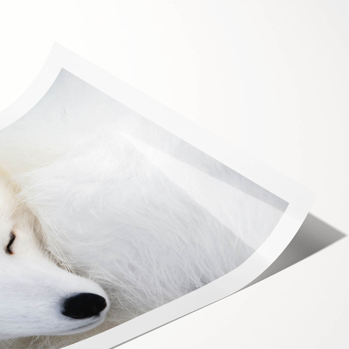 Vibrant wall art print featuring a stylized fox design in a wild animal theme, perfect for home decor, showcased as a rolled print ready for framing.