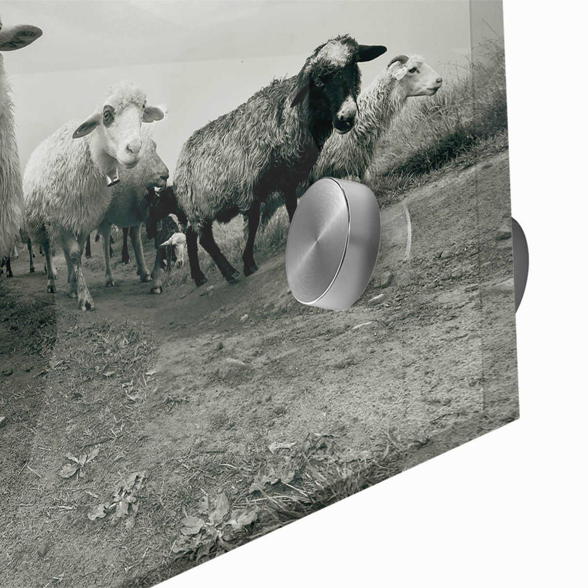 Close-up of a vibrant acrylic glass wall art featuring a goat design from the "Animals: A Wild Life" collection, showcasing intricate details and bold colors, perfect for animal lovers' decor.