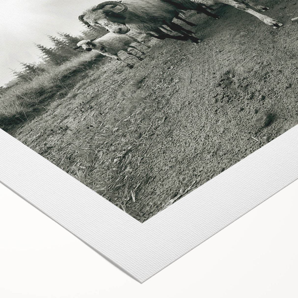 Rolled canvas art depicting a stylized goat design inspired by wildlife, featuring vibrant colors and intricate patterns, ideal for nature lovers and home decor.