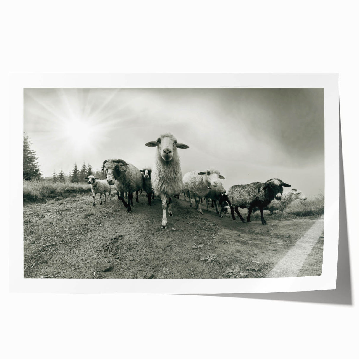 Goat-themed wall art print showcasing a detailed, colorful illustration of a goat in a natural setting, designed for animal lovers and modern decor enthusiasts. Ideal for home or office decoration, this rolled print adds a touch of wildlife charm to any space.