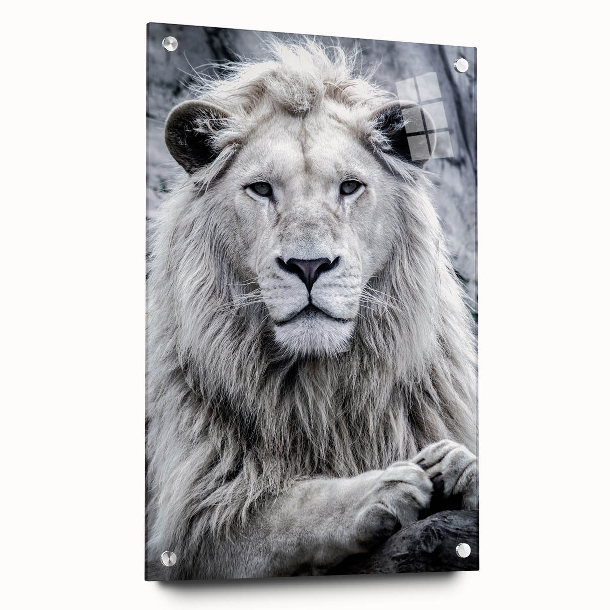 Acrylic glass wall art featuring a side view of a majestic lion in a wild landscape, showcasing intricate details and vibrant colors, perfect for animal lovers and home decor enthusiasts.