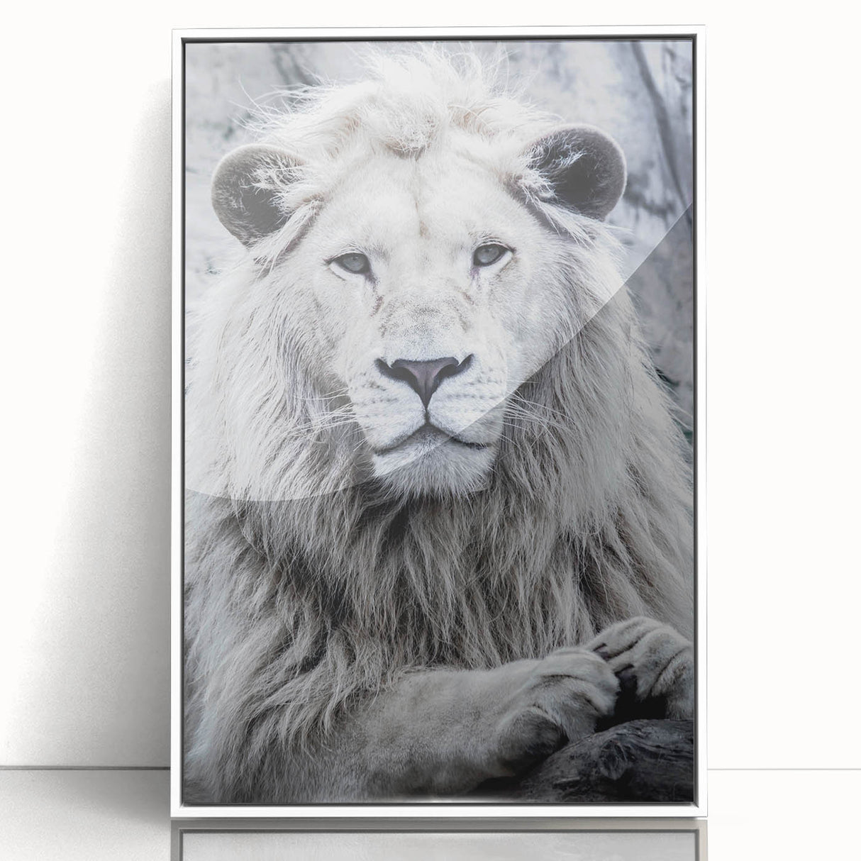 Framed acrylic wall art featuring a striking lion design in natural colors, ideal for wildlife enthusiasts, showcasing a sleek white frame and contemporary style.