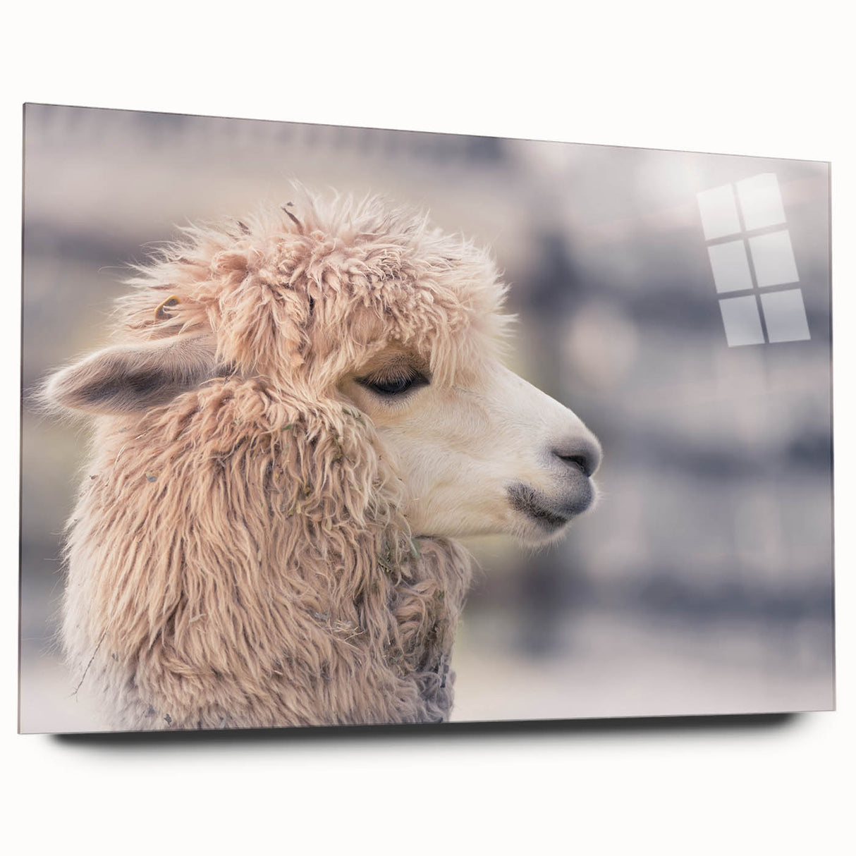 Acrylic glass wall art featuring a side view of a llama and alpaca design, showcasing vibrant colors and intricate details, perfect for animal lovers' decor.