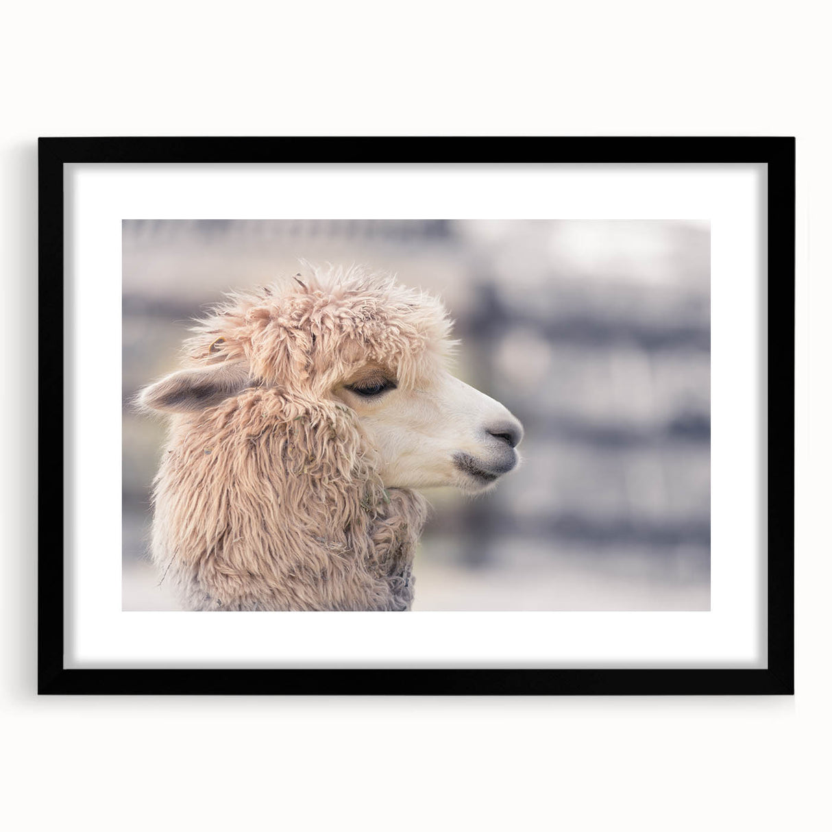Framed wall art featuring a striking design of a llama and alpaca, set in a black frame with a mat, ideal for enhancing any modern decor style.