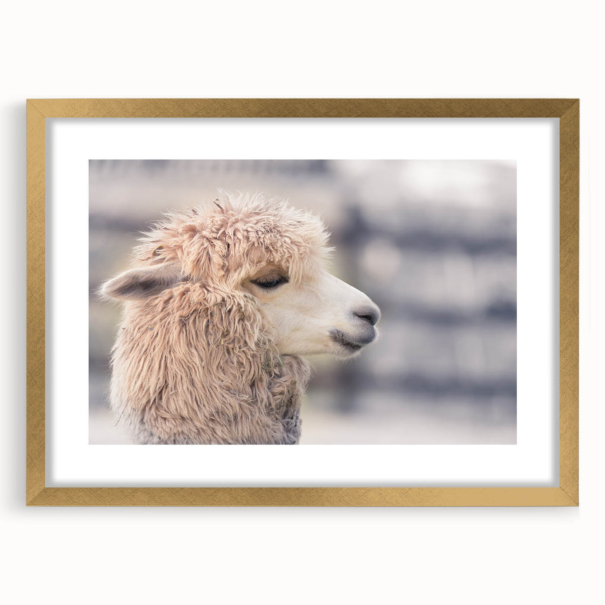 Framed wall art featuring a whimsical llama and alpaca design in gold, perfect for adding a playful touch to home decor. Ideal for animal lovers and art enthusiasts.