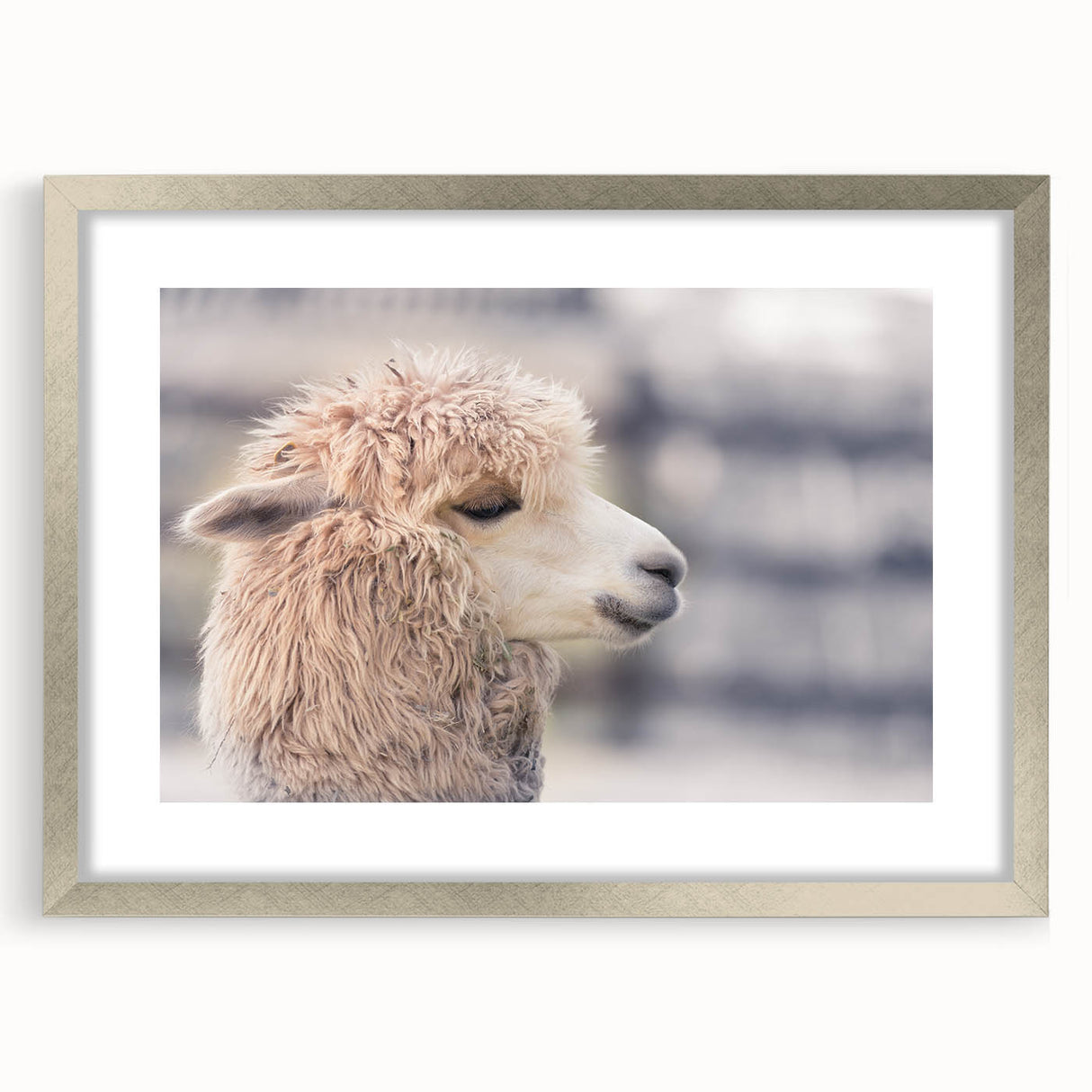 Framed wall art featuring a whimsical llama and alpaca design, presented in a sleek silver frame with a mat, perfect for adding a playful touch to any decor.