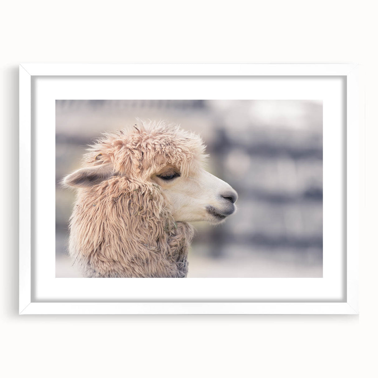 Llama and alpaca wall art framed print showcasing vibrant colors and detailed illustrations, perfect for adding a whimsical touch to home decor.