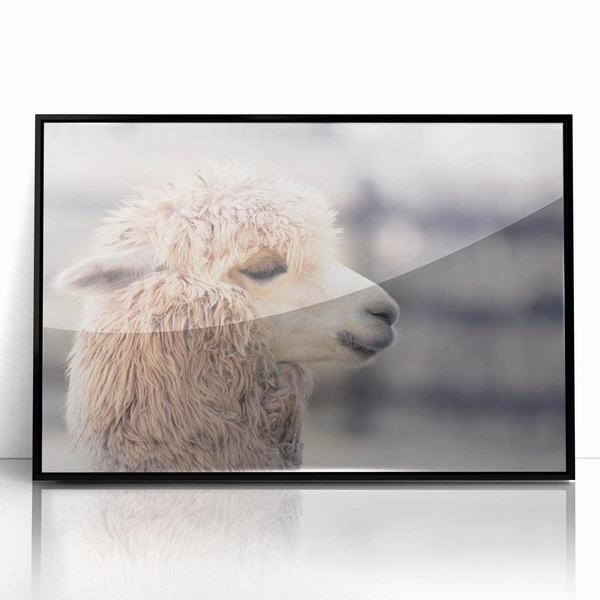 Framed wall art featuring a stylized illustration of a llama and an alpaca in a vibrant design, set against a sleek black background, ideal for modern decor.