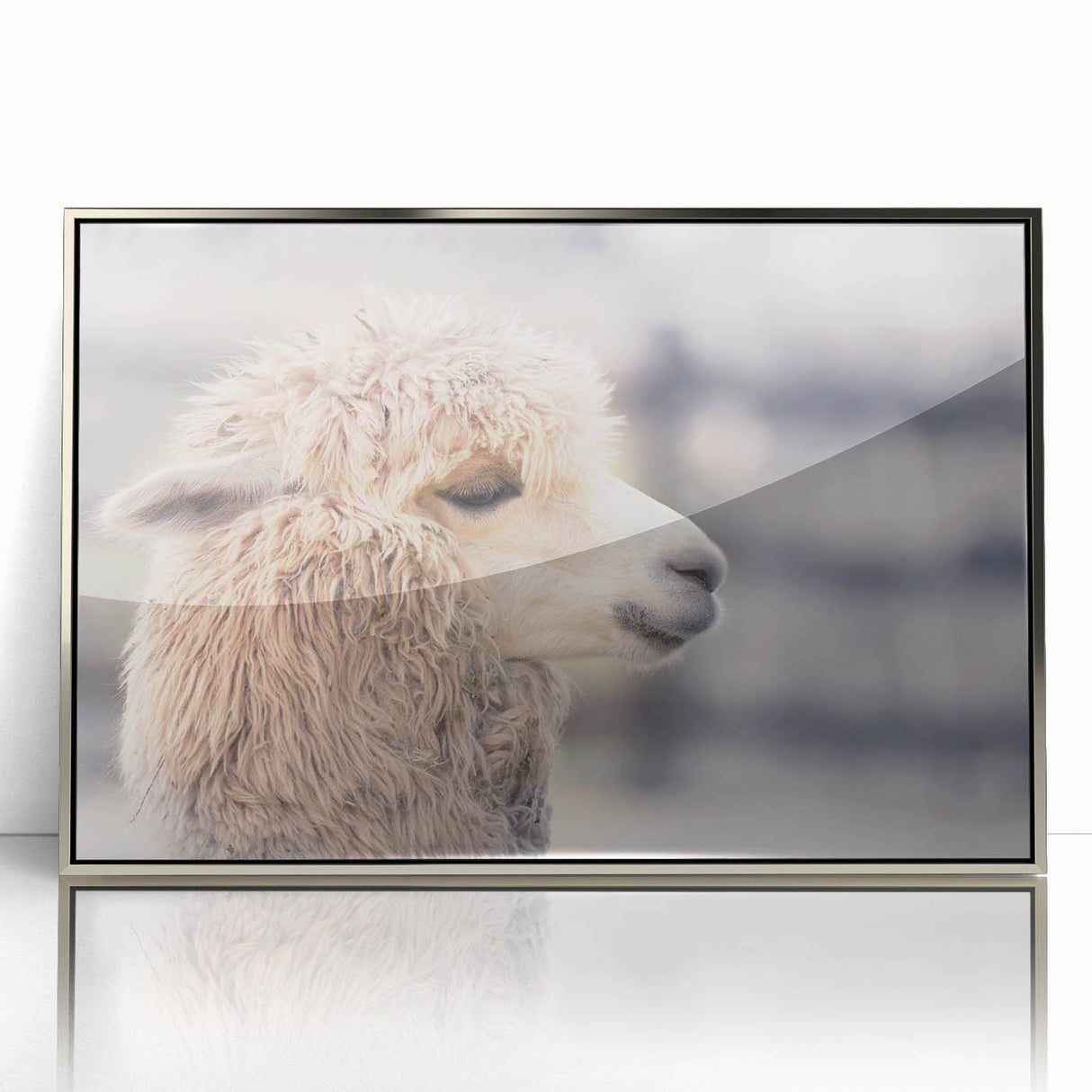 Framed wall art piece showcasing a detailed illustration of a llama and alpaca, designed in a modern style with a silver frame, perfect for animal lovers.