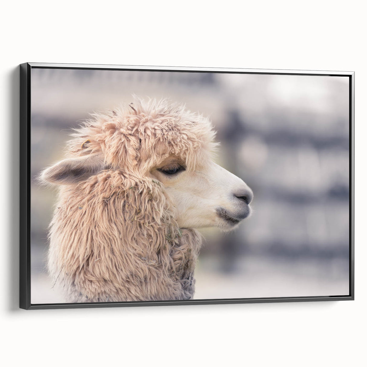 Framed wall art featuring a stylish black and white side view of a llama and alpaca, perfect for animal lovers and modern decor enthusiasts, enhancing any living space.