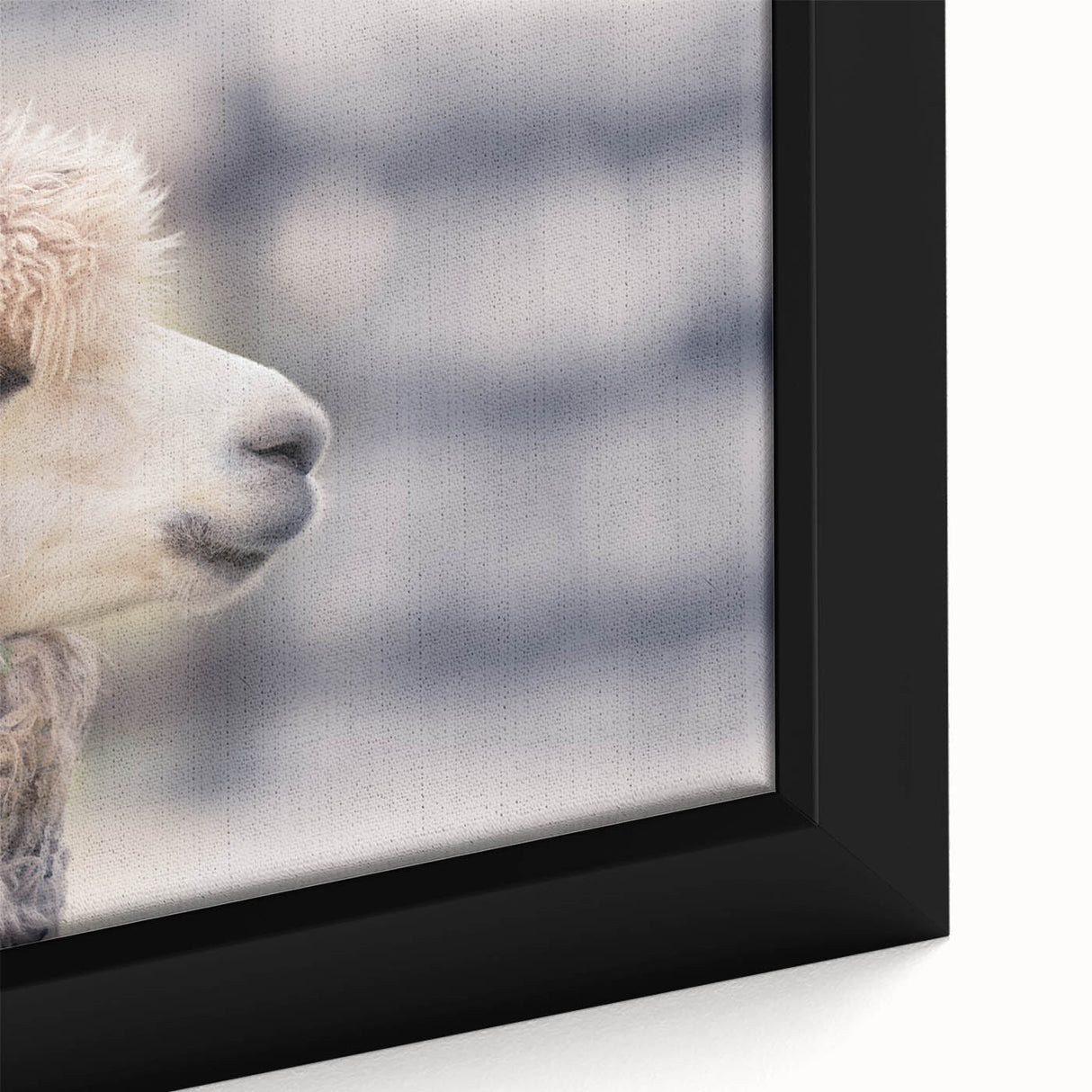 Close-up of a framed canvas wall art depicting a llama and an alpaca in a vibrant, colorful design, perfect for animal lovers and eclectic decor.