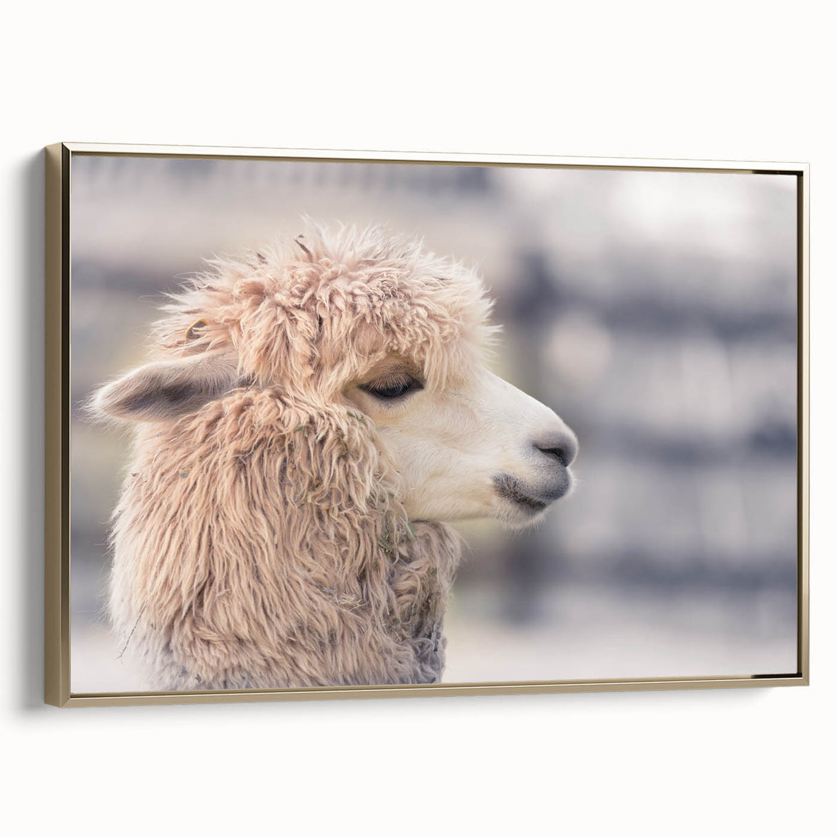 Framed wall art featuring a side view of a llama and alpaca design, showcasing intricate details and vibrant colors against a gold background, perfect for animal lovers.
