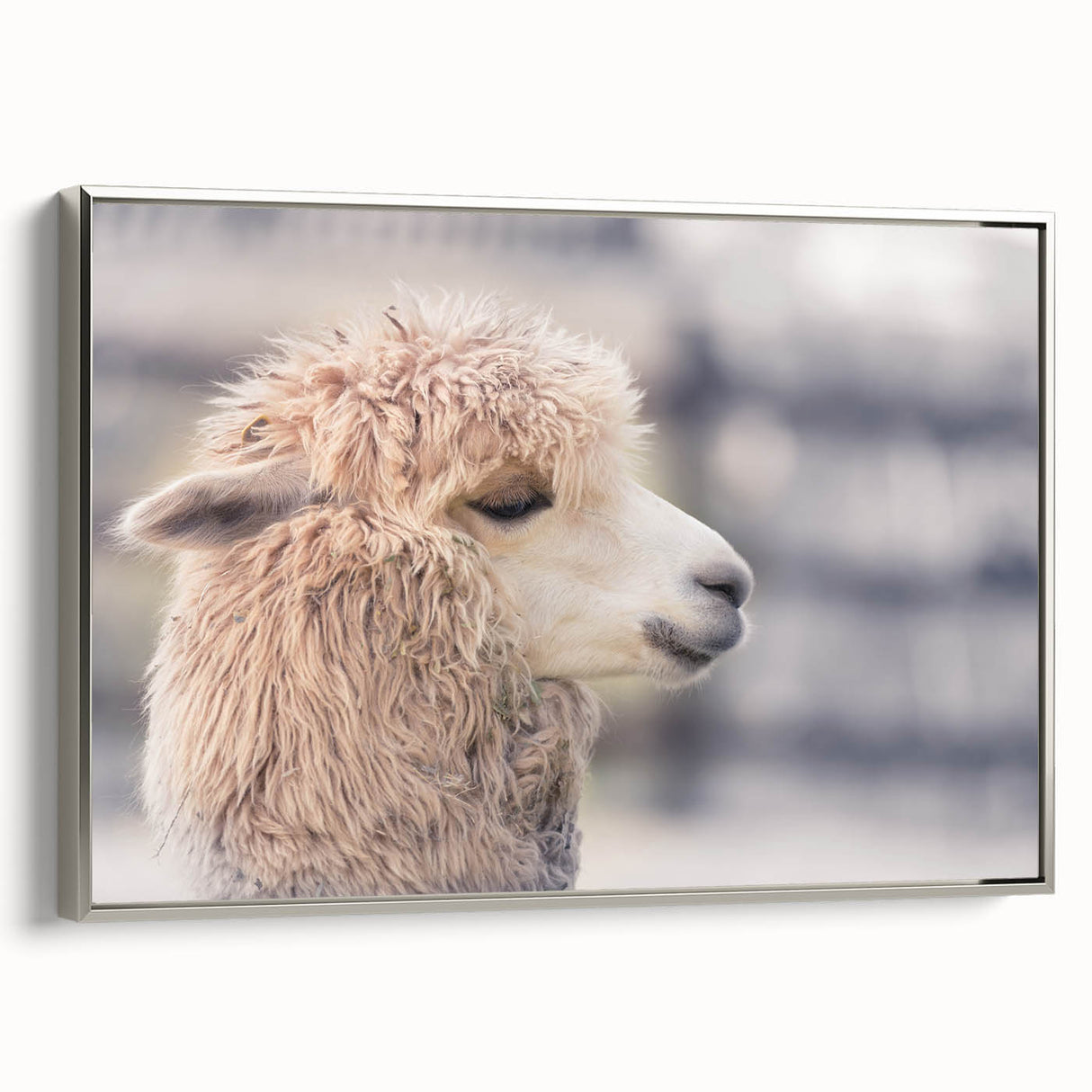Framed wall art featuring a side view of a llama and alpaca design, showcasing vibrant colors and intricate details against a sleek silver frame, perfect for animal lovers.