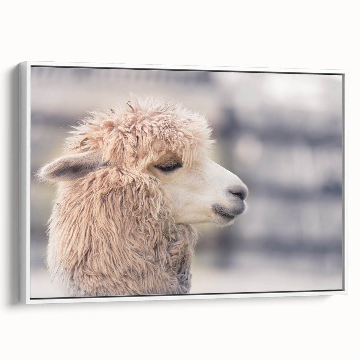 Framed wall art showcasing a striking white llama and alpaca design on canvas, displayed in a stylish side view, perfect for animal lovers and modern decor.