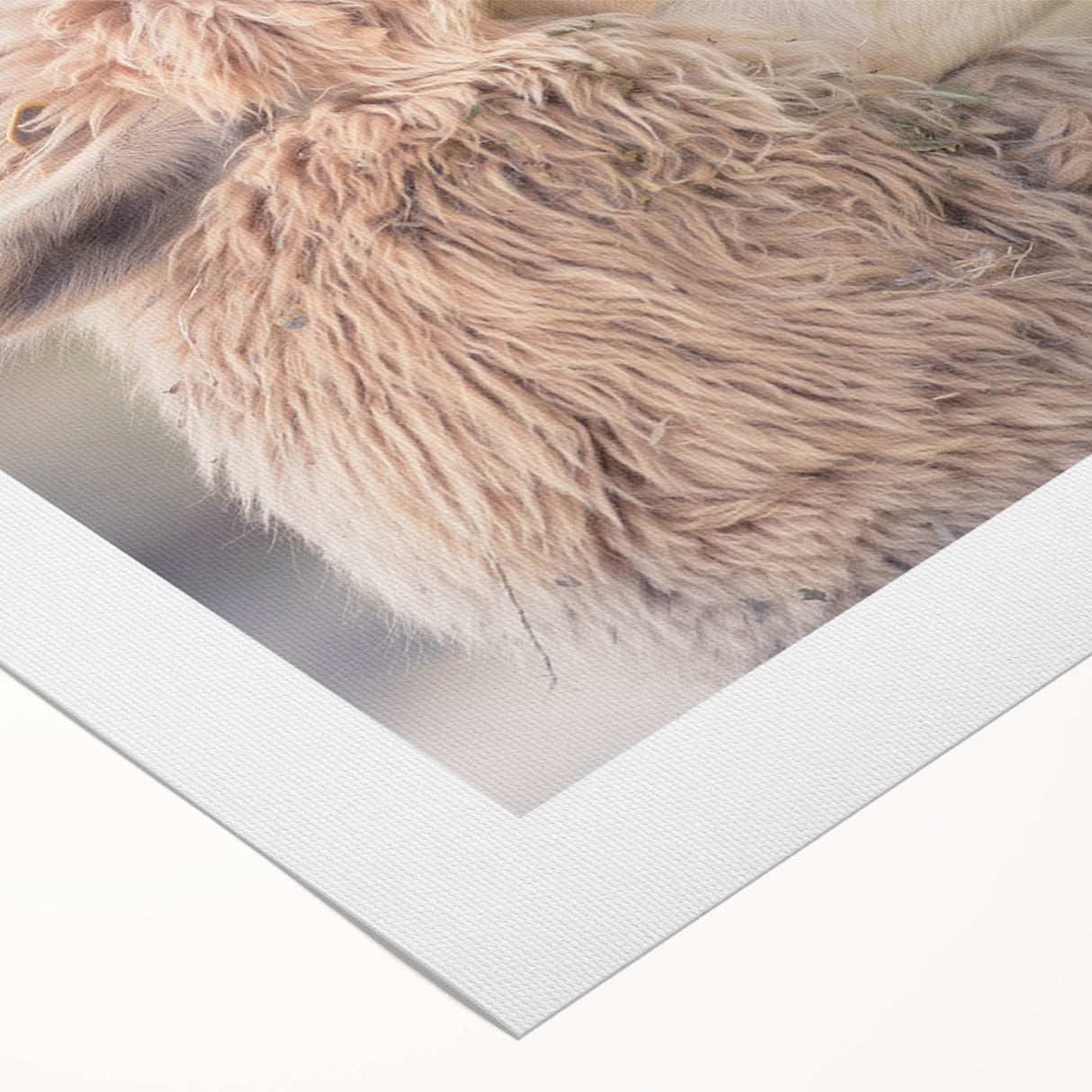 Llama and alpaca wall art design on rolled canvas, showcasing vibrant colors and intricate details, perfect for adding a touch of wildlife decor to any space.