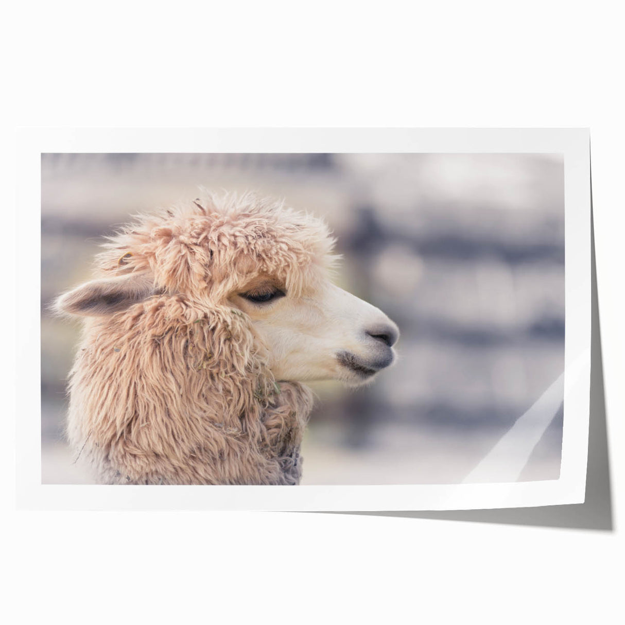Llama and alpaca wall art print showcasing vibrant colors and intricate designs, perfect for adding a whimsical touch to any decor. Ideal for animal lovers.