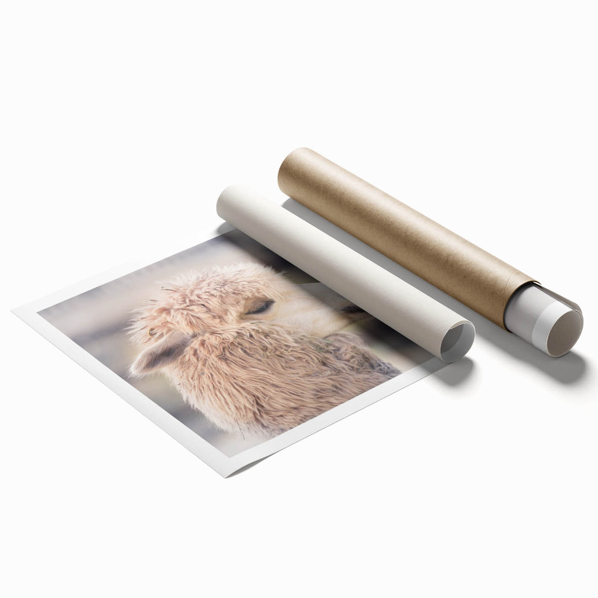 Llama and alpaca wall art print showcasing vibrant colors and intricate designs, rolled and ready for display in a stylish living space or office decor.