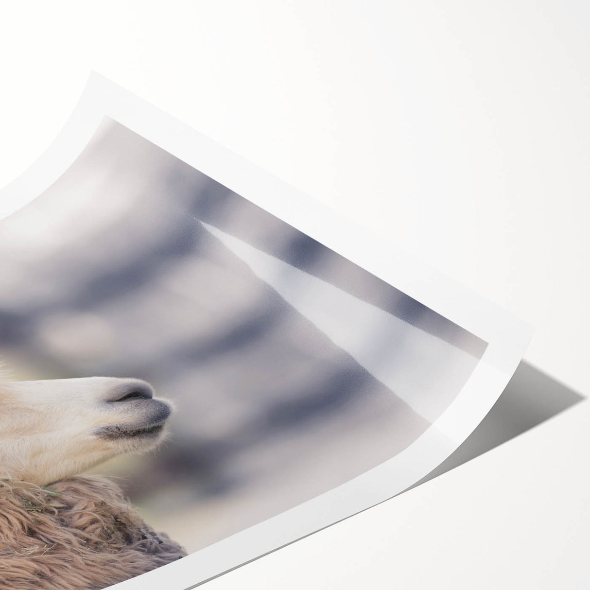 Vibrant rolled print showcasing a llama and alpaca design, perfect for animal lovers, featuring soft colors and whimsical illustrations, ideal for wall decor.