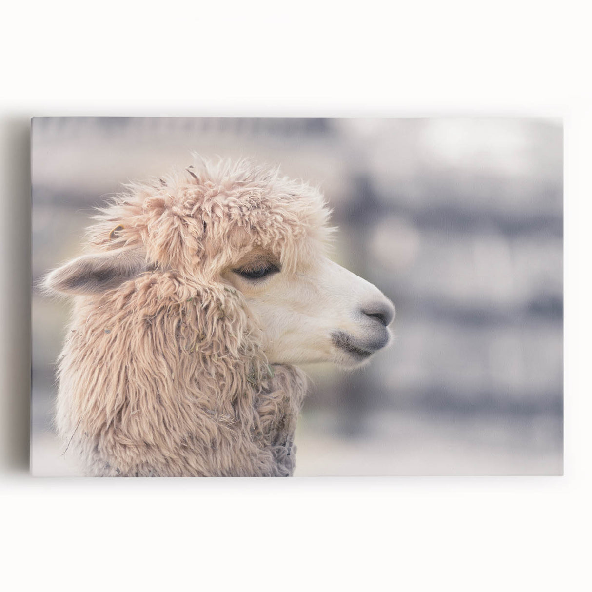 Lively stretched canvas wall art showcasing a colorful llama and alpaca design, featuring intricate details and vibrant colors, perfect for animal lovers' decor.