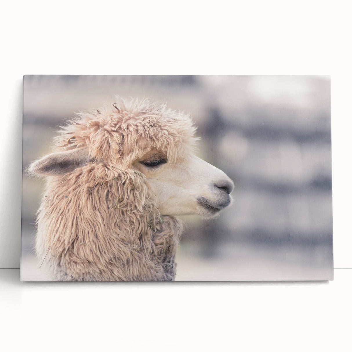 Stretched canvas wall art featuring a vibrant llama and alpaca design, showcasing colorful patterns and textures, perfect for animal lovers and home decor enthusiasts.