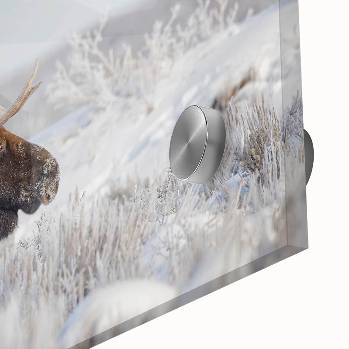 Close-up of a vibrant acrylic wall art design featuring a moose and elk in a natural setting, showcasing intricate details and rich colors, ideal for wildlife enthusiasts.