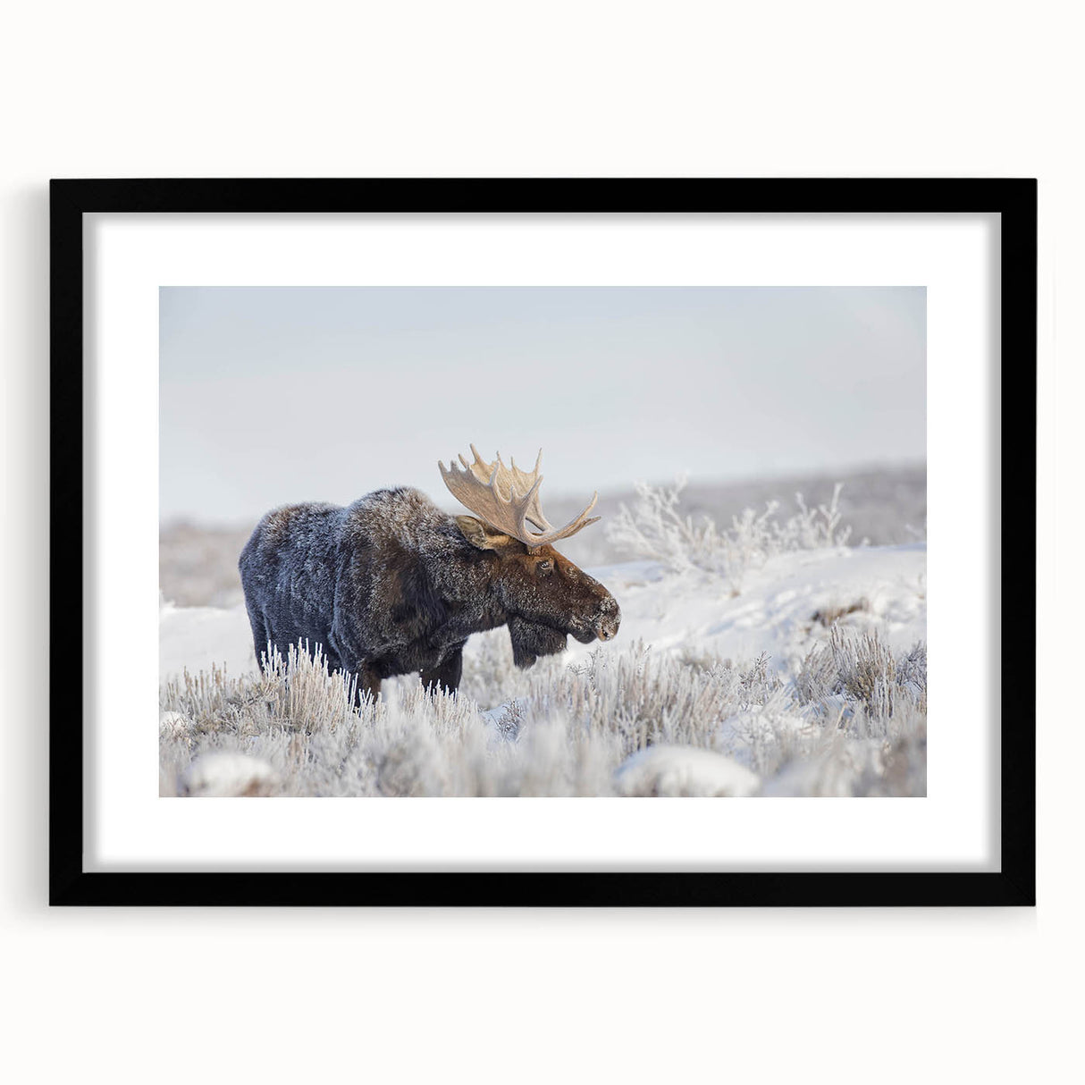 Framed wall art showcasing a moose and elk design in a black frame with a mat, perfect for nature enthusiasts and home decor, highlighting wildlife artistry.