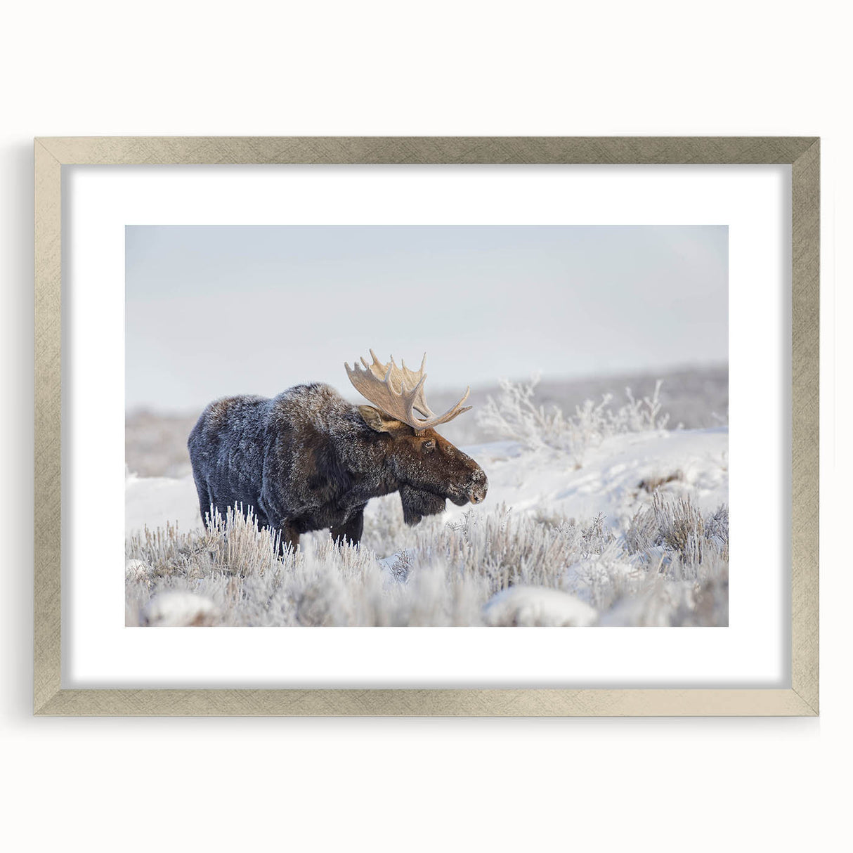 Moose and elk wall art design in a silver frame with matting, showcasing wildlife imagery. Ideal for nature lovers, this collection adds elegance to any decor.