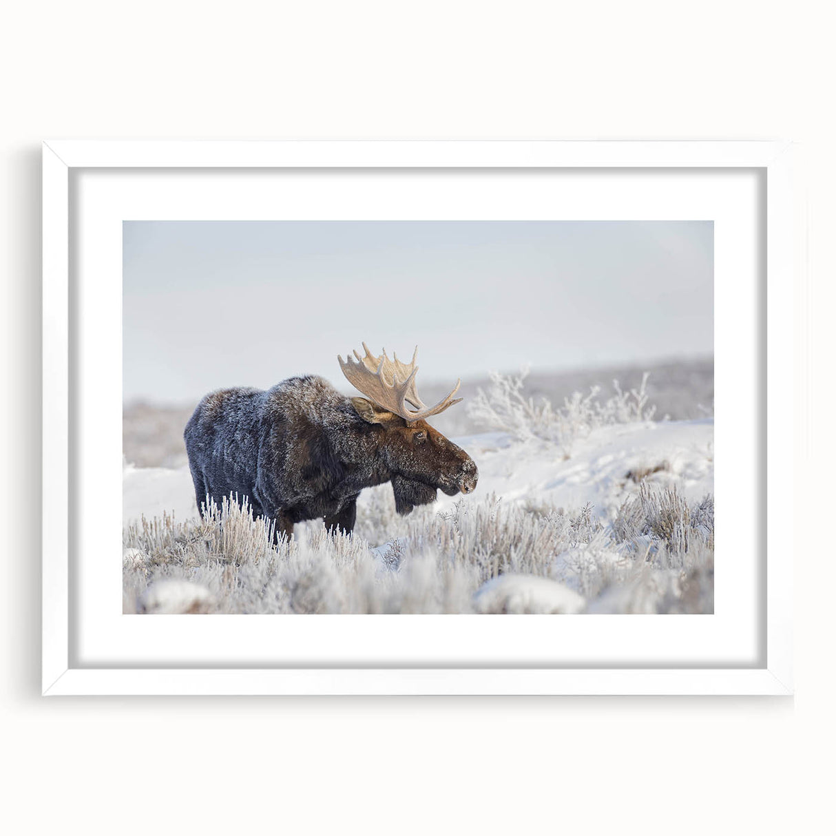 Framed wall art collection featuring a moose and elk design, showcasing detailed wildlife illustrations against a white mat, perfect for nature enthusiasts' decor.