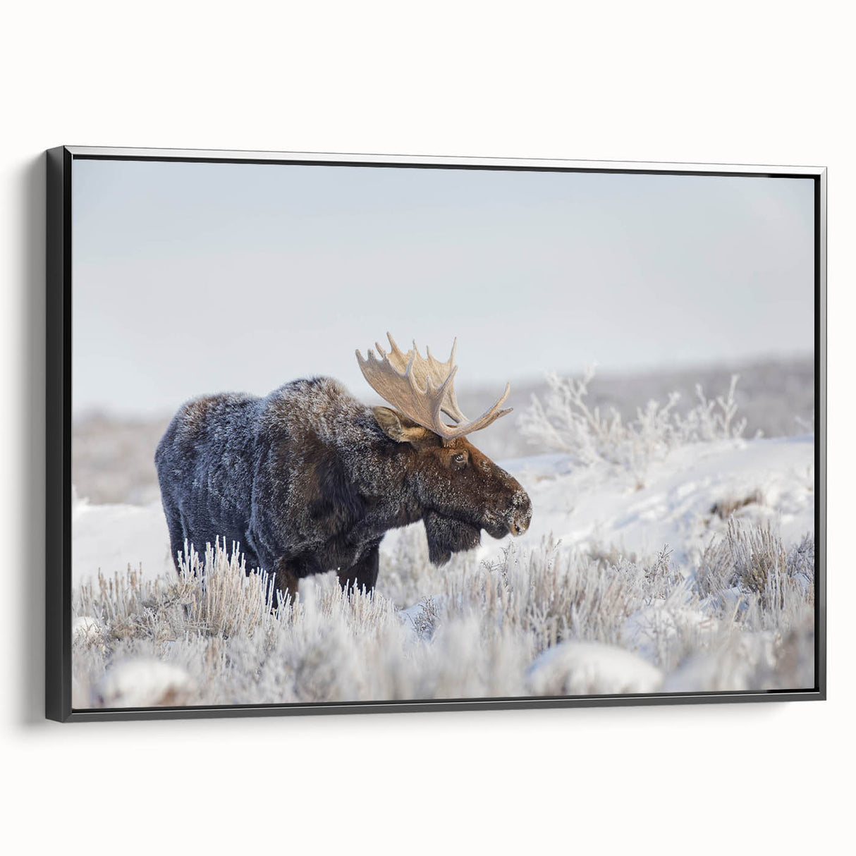 Framed canvas wall art featuring a moose and elk design, showcasing wildlife in a natural setting with a black frame, perfect for animal lovers and home decor enthusiasts.
